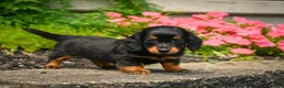 Miniature Dachshund dogs for sale: AKC-Jane - Ad 5