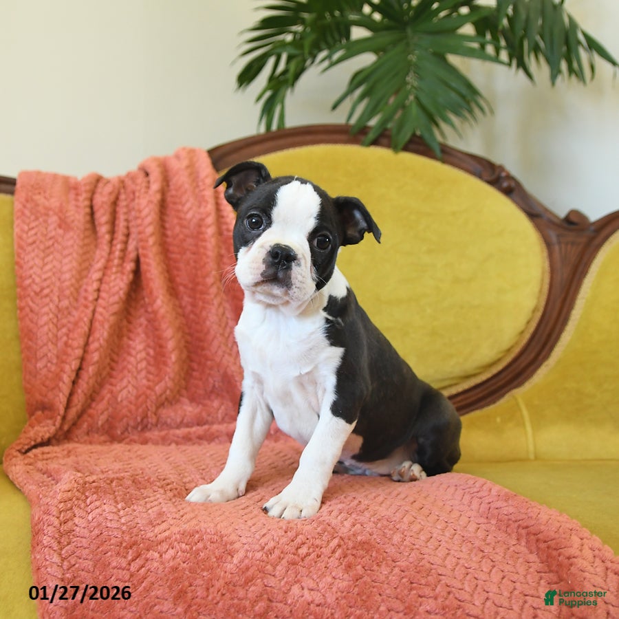 Boston Terrier dogs Comet - Ad 9