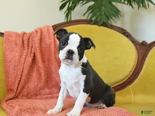 Boston Terrier dogs Comet - Ad 15