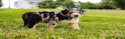Aussiedoodle dogs for sale: Brooke Standard Sized - Ad 5