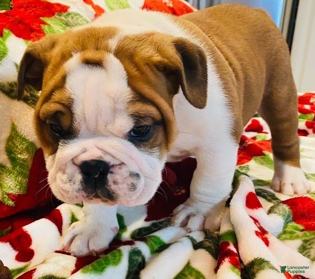 Gallery Image {{count}}