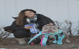 American Bully dogs for stud: Carnage Stud Ad - Image 6