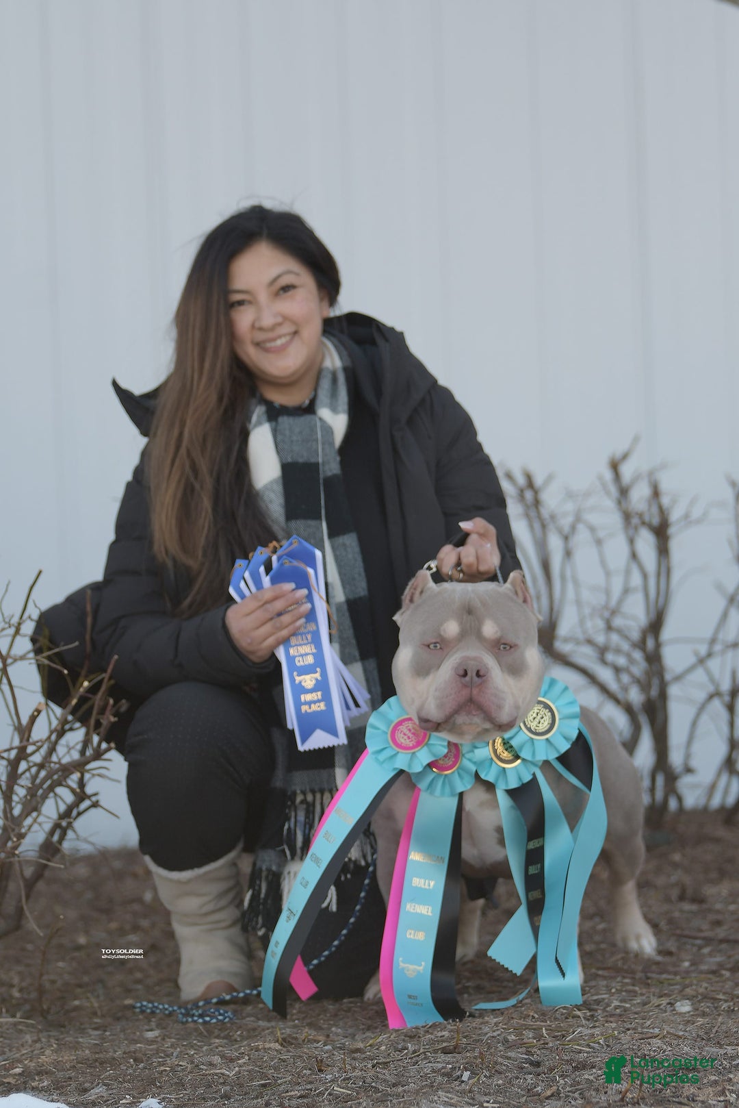 American Bully dogs for stud: Carnage Stud Ad - Ad 6