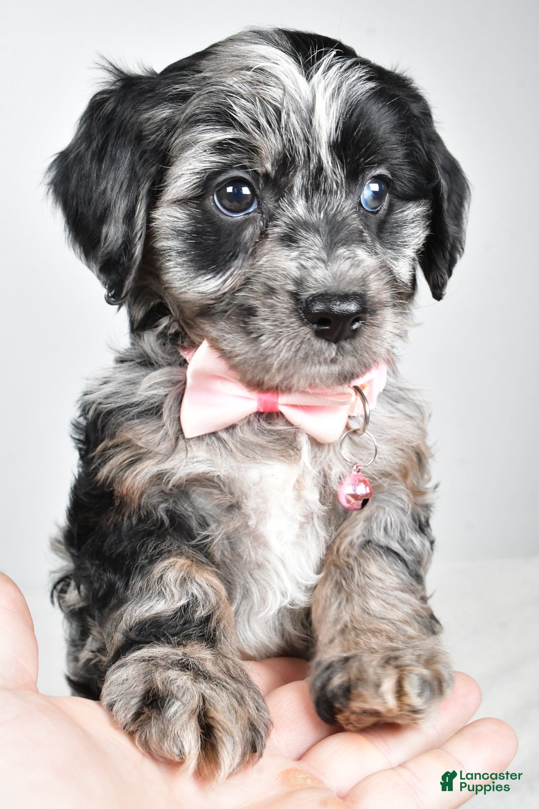 Cavapoo dogs for sale: Shirley  - Ad 5