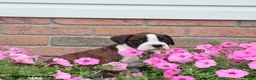 Boxer dogs for sale: Sophie - Ad 9