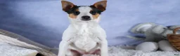 Toy Fox Terrier dogs for sale: Theo  - Ad 12
