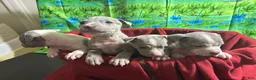 American Pit Bull Terrier dogs for sale: American Pit Bull Terrier Puppy 1 - Ad 16