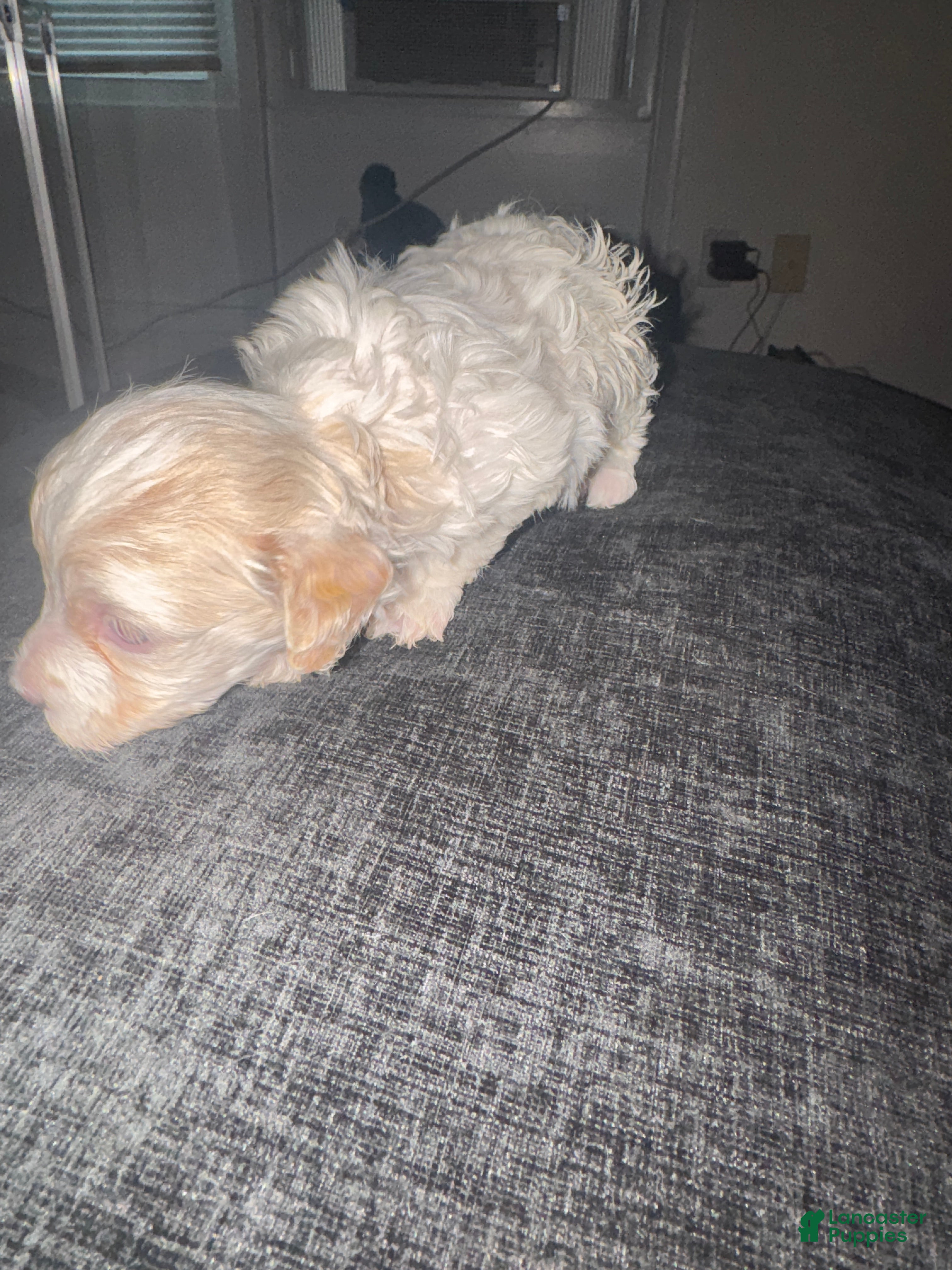 Havapoo dogs Havapoo puppy 2 - Ad 27
