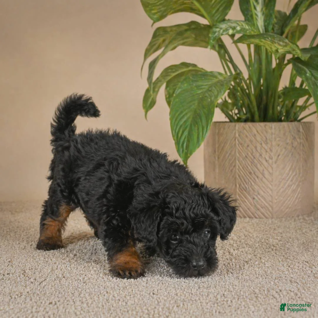 Miniature Poodle dogs for sale: lily - Ad 2