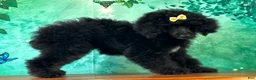 Miniature Poodle dogs for sale: Mulan - Ad 3