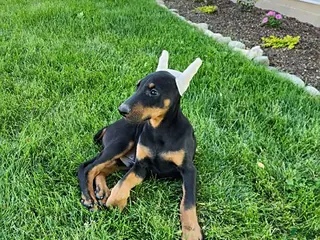 Doberman Pinscher dogs for sale: Rover - Ad 1