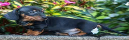 Miniature Dachshund dogs for sale: Zeke🐾 - Ad 21
