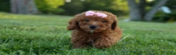 Miniature Poodle dogs for sale:  Dixie 🎀🐶 - Ad 14