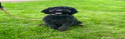 Double Doodle dogs for sale: Sadie - Ad 5