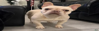 Marshmallow 