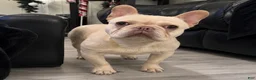 French Bulldog dogs for sale: Marshmallow  - Ad 1