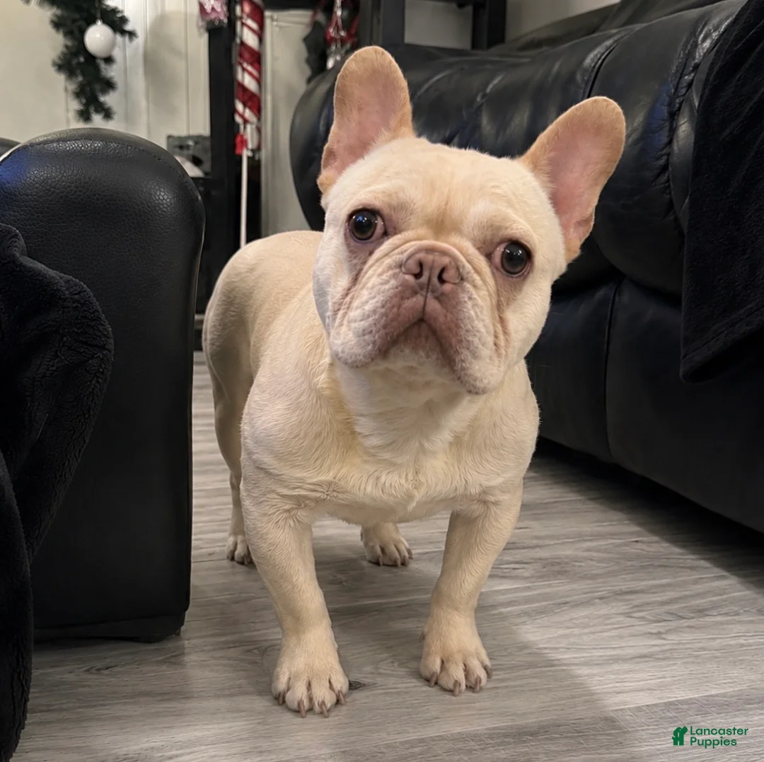 French Bulldog dogs for sale: Marshmallow  - Ad 1