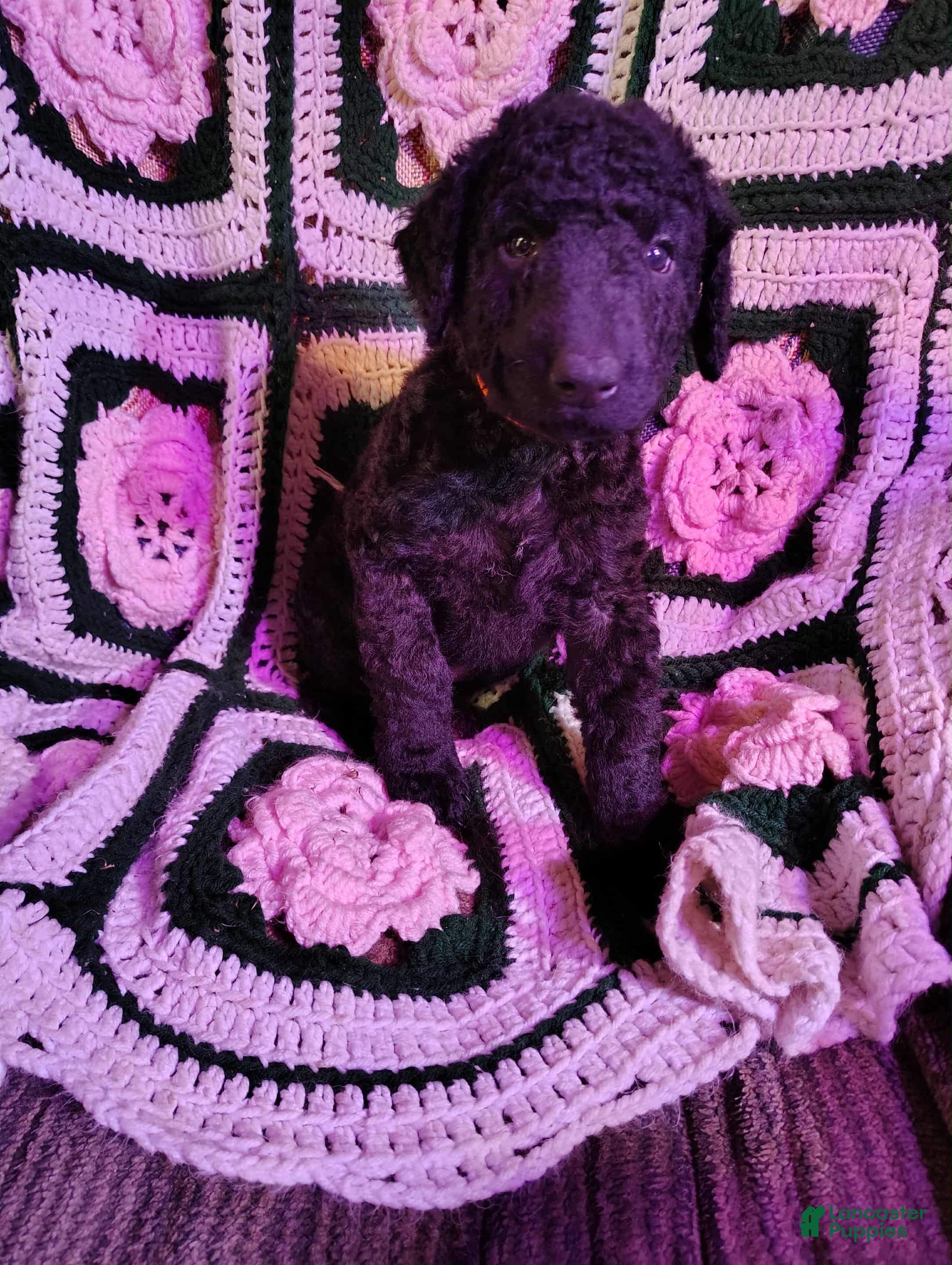 Curly Coated Retriever dogs Curly Coated Retriever Puppy 3 - Ad 5