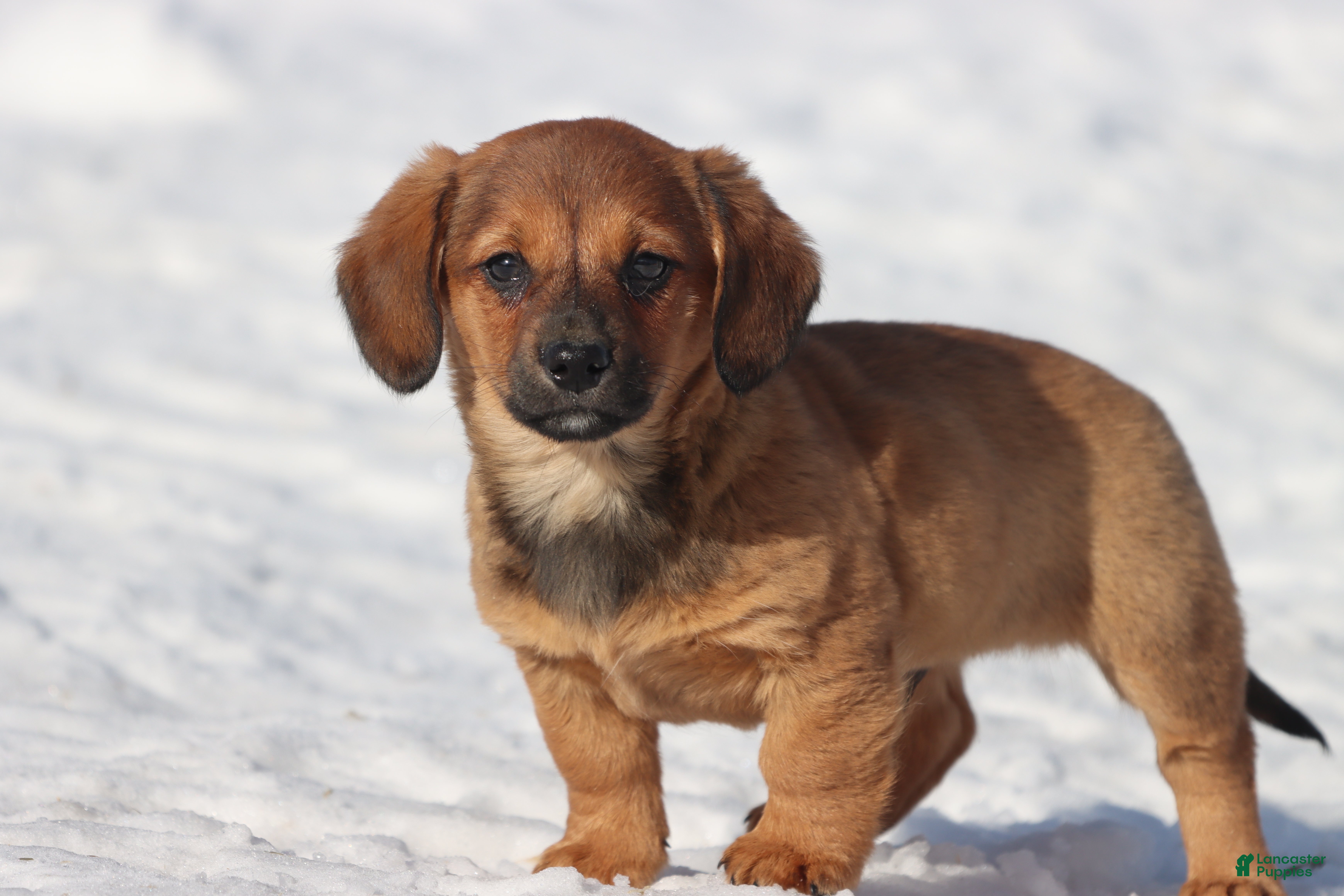 Dachshund dogs Goomba - Ad 19