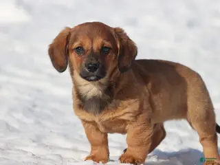 Dachshund dogs Goomba - Ad 19