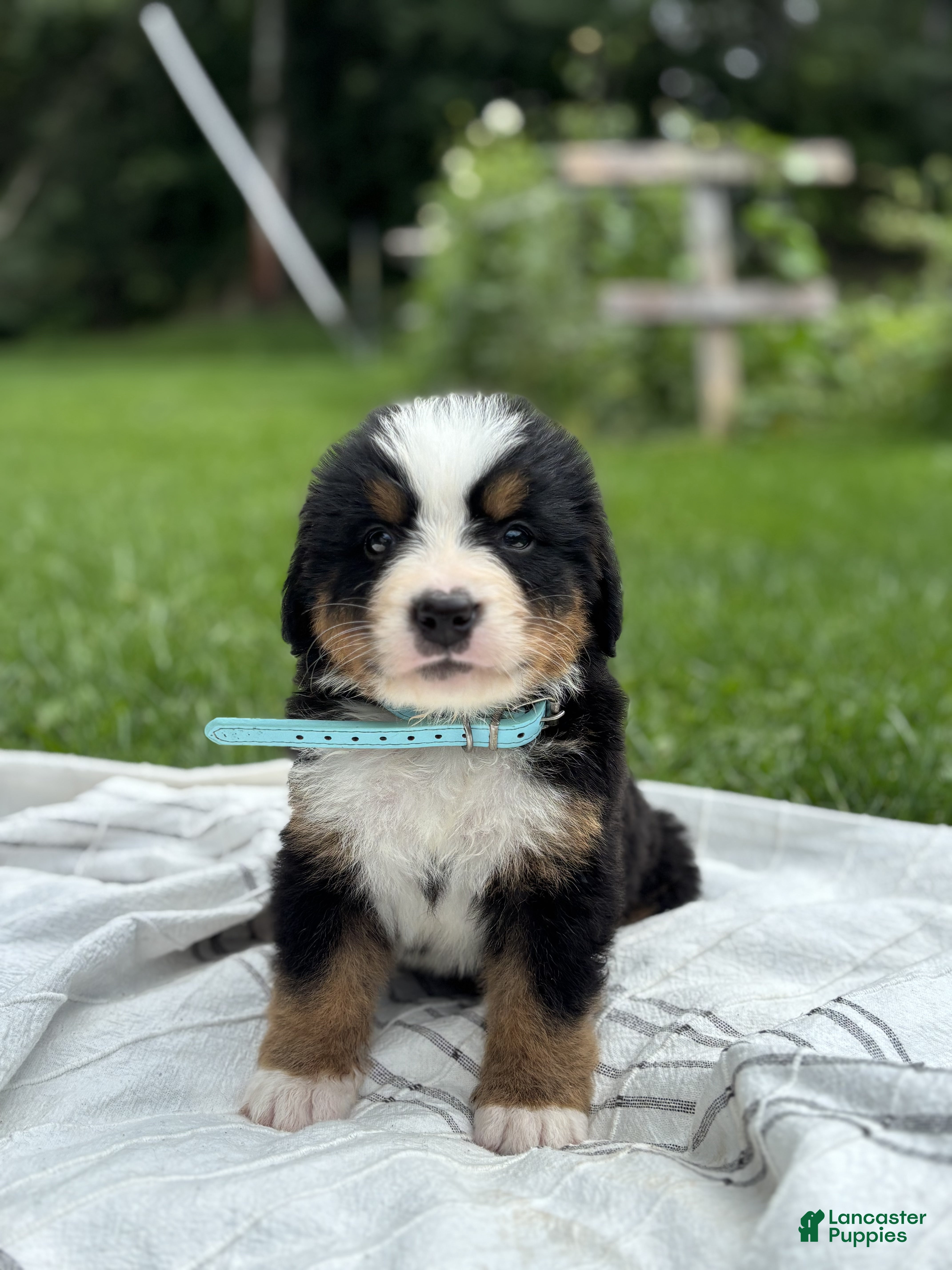 Bernese Mountain Dog dogs Max - Ad 1