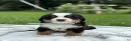 Bernese Mountain Dog dogs for sale: Max - Ad 1
