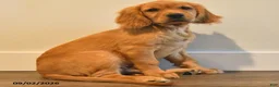 Miniature Golden Retriever dogs for sale: Pickles - Ad 5