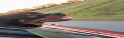 Rottweiler dogs for stud: Tank Smith II  - Ad 7