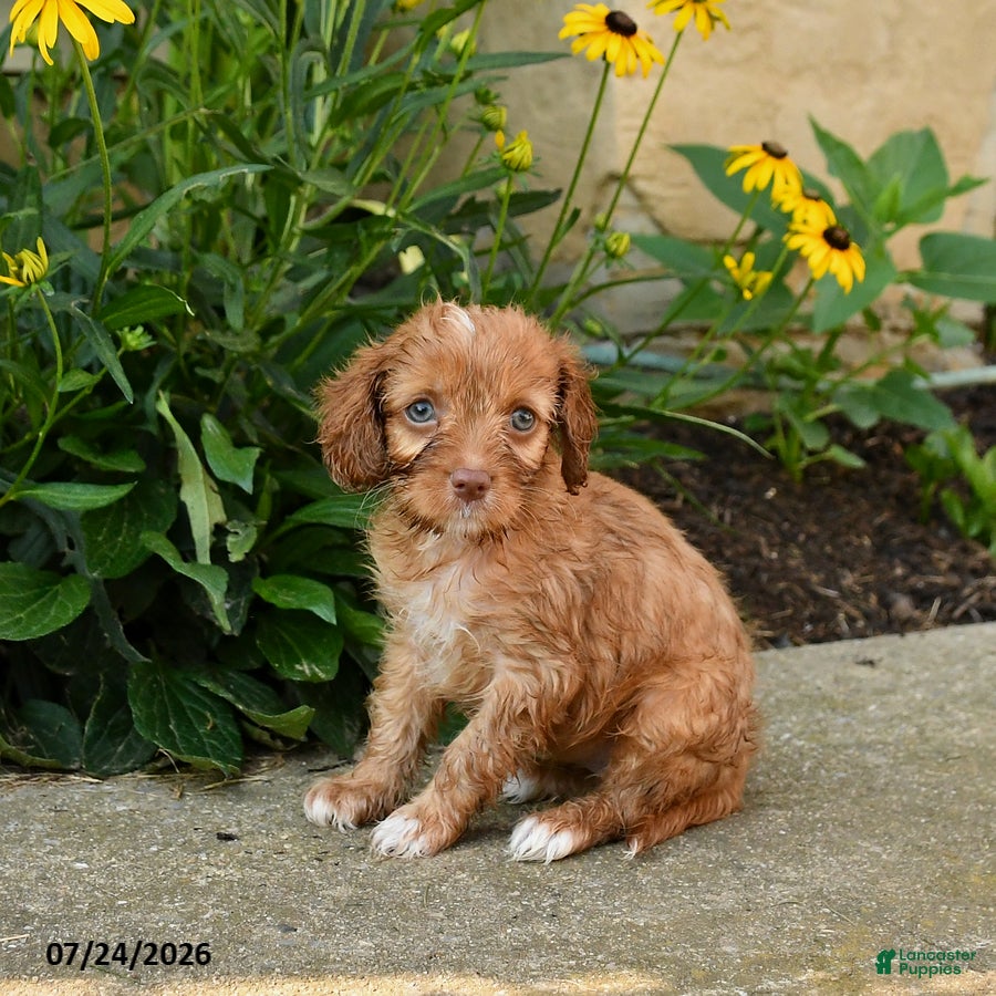 Cavapoo dogs for sale: Tilly - Ad 3