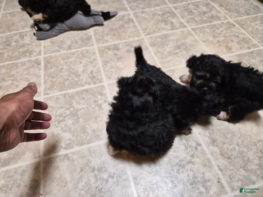 Malshi dogs for sale: Snorlax - Ad 2