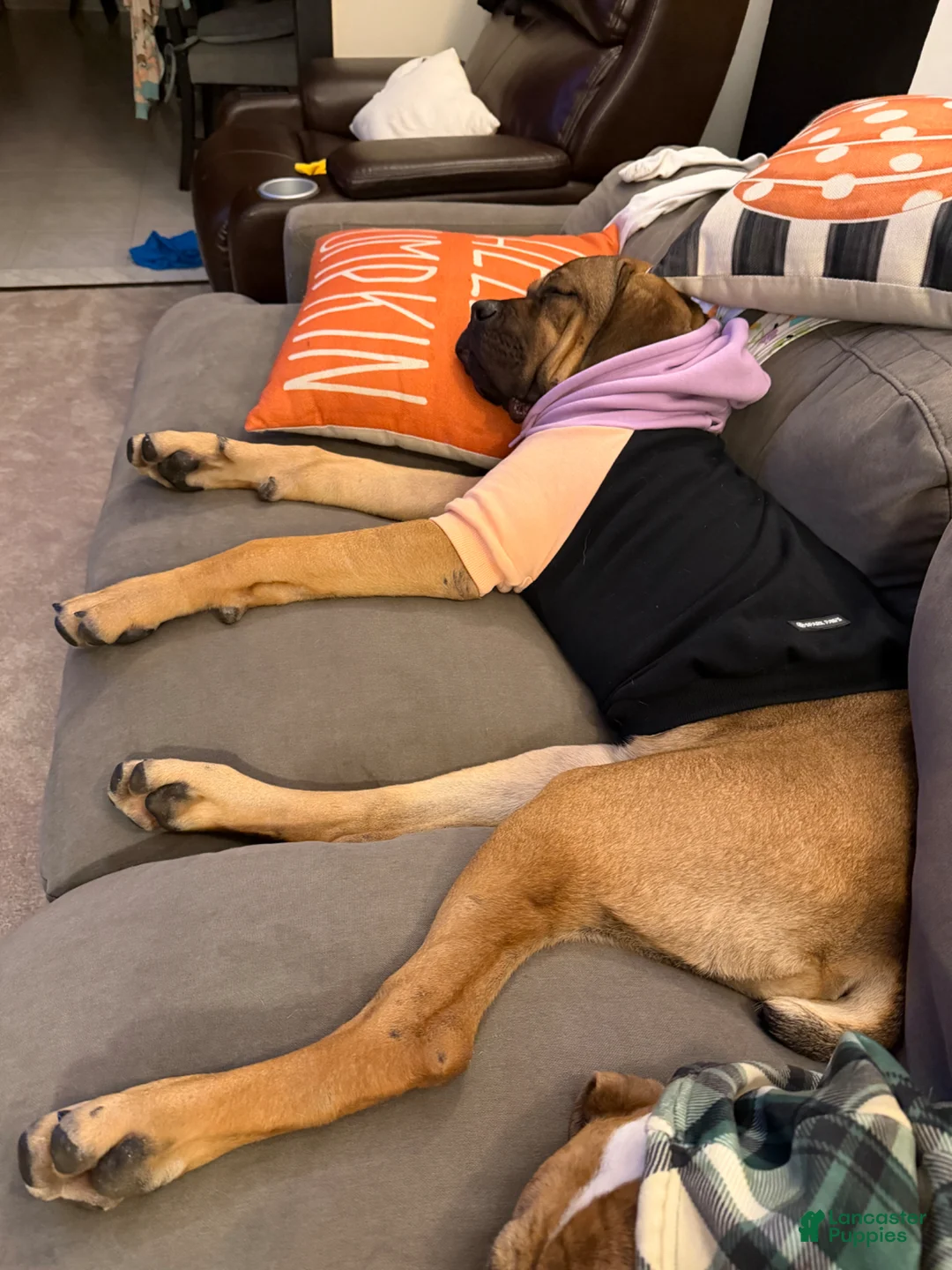 Cane Corso dogs for stud: Cane corso her name is Luna  - Ad 5