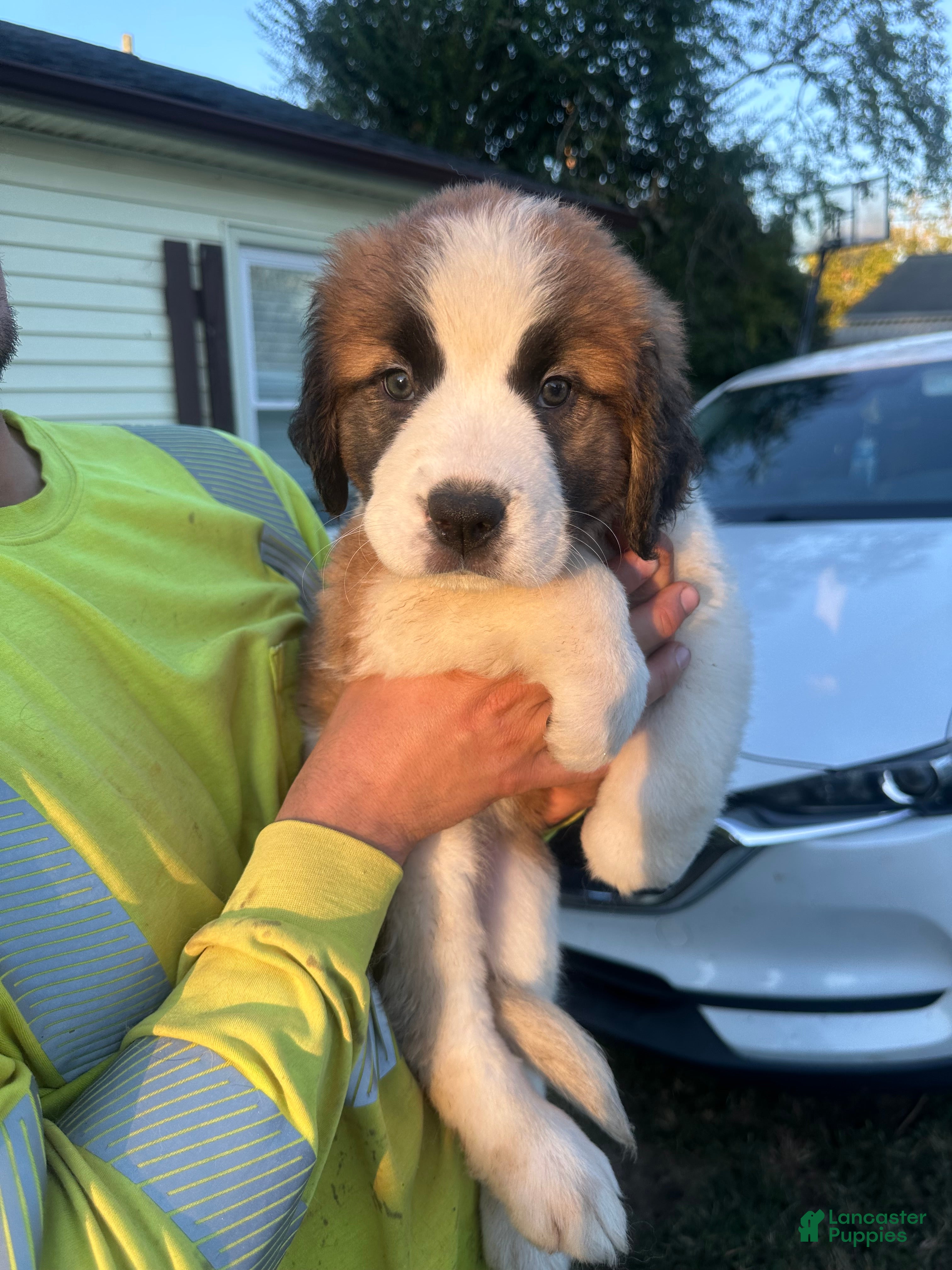 Sparkle (Saint Bernard, Female) in Granite Falls, NC