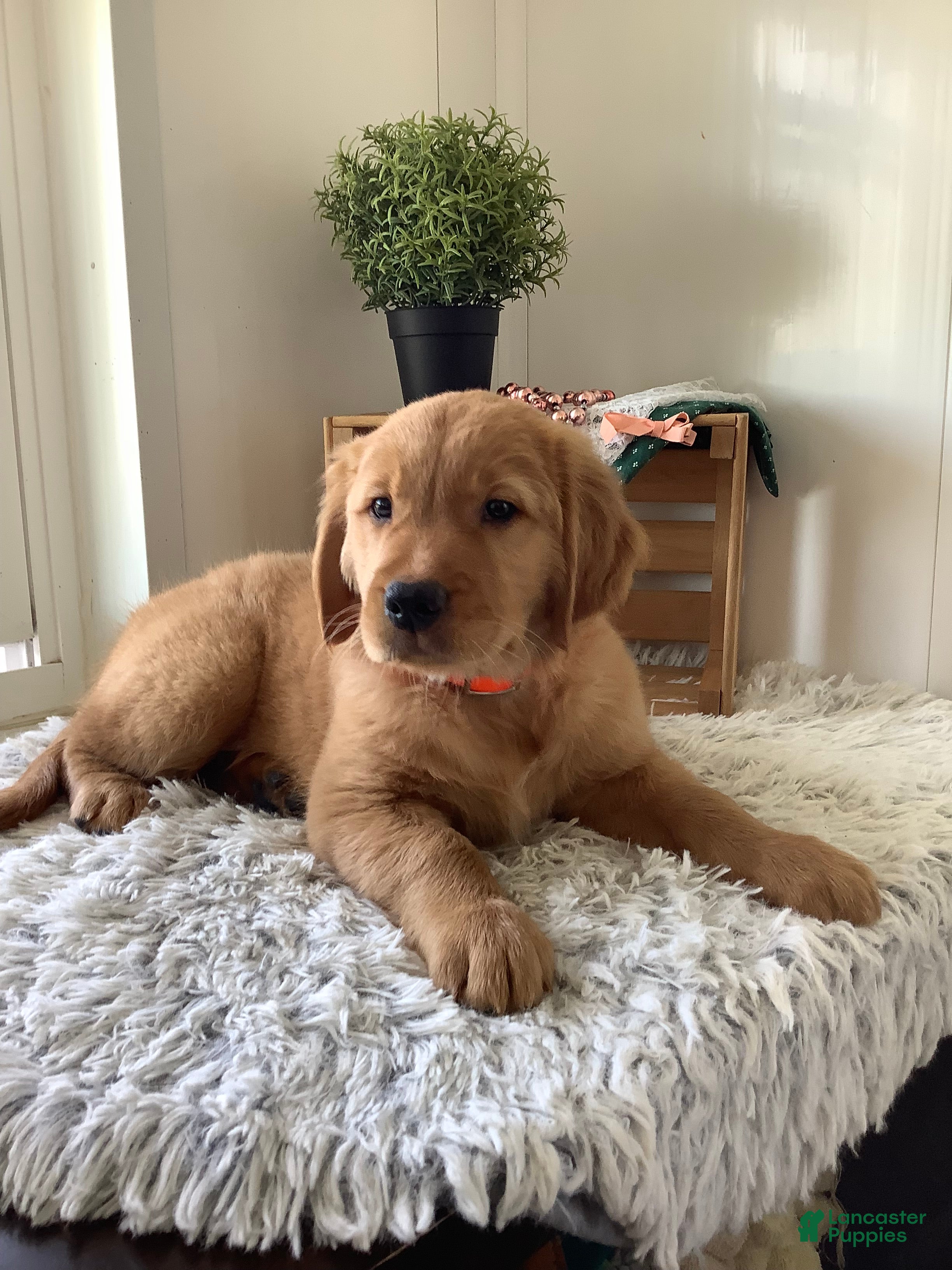 Golden Retriever Bingo 
