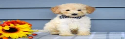 Goldendoodle dogs for sale: Oscar - Ad 10