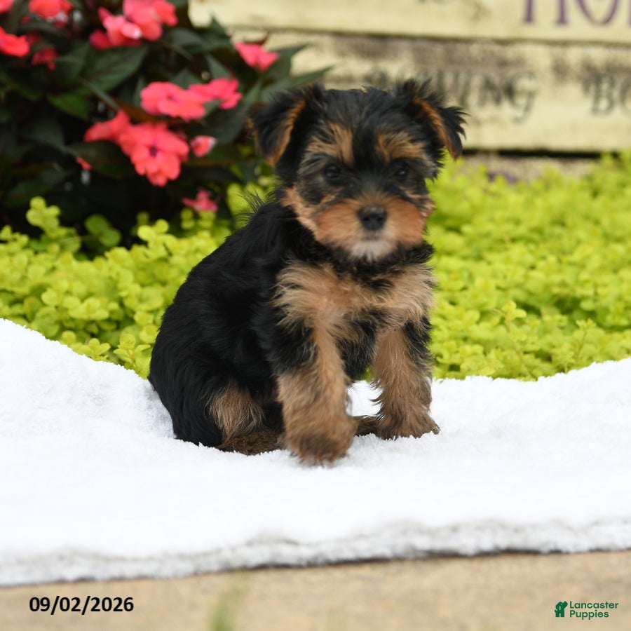 Yorkshire Terrier dogs Winnie - Ad 1