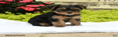 Winnie