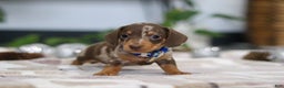 Miniature Dachshund dogs for sale: Rudolph - Ad 8
