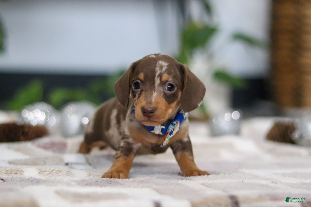 Miniature Dachshund dogs for sale: Rudolph - Ad 8
