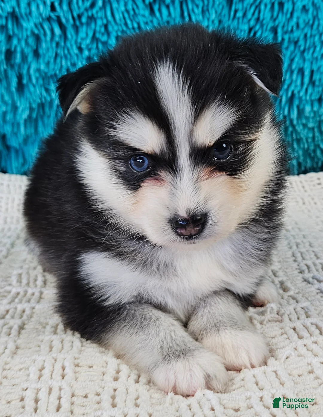 Pomsky dogs for sale: Nala  - Ad 1