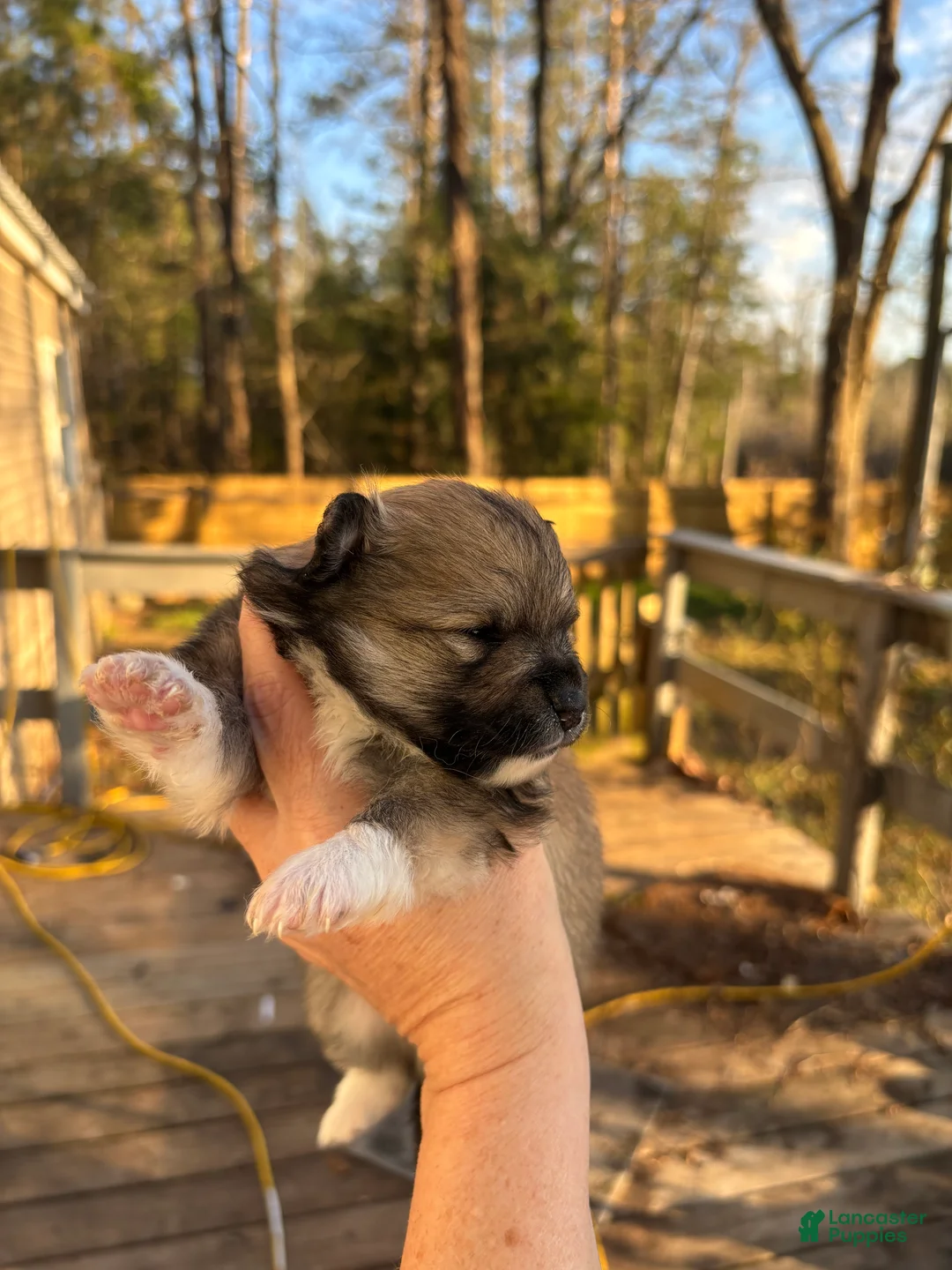 Pomeranian dogs for sale: Pomeranian Puppy 2 - Ad 2