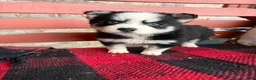 Pomsky dogs for sale: Palmer - Ad 3