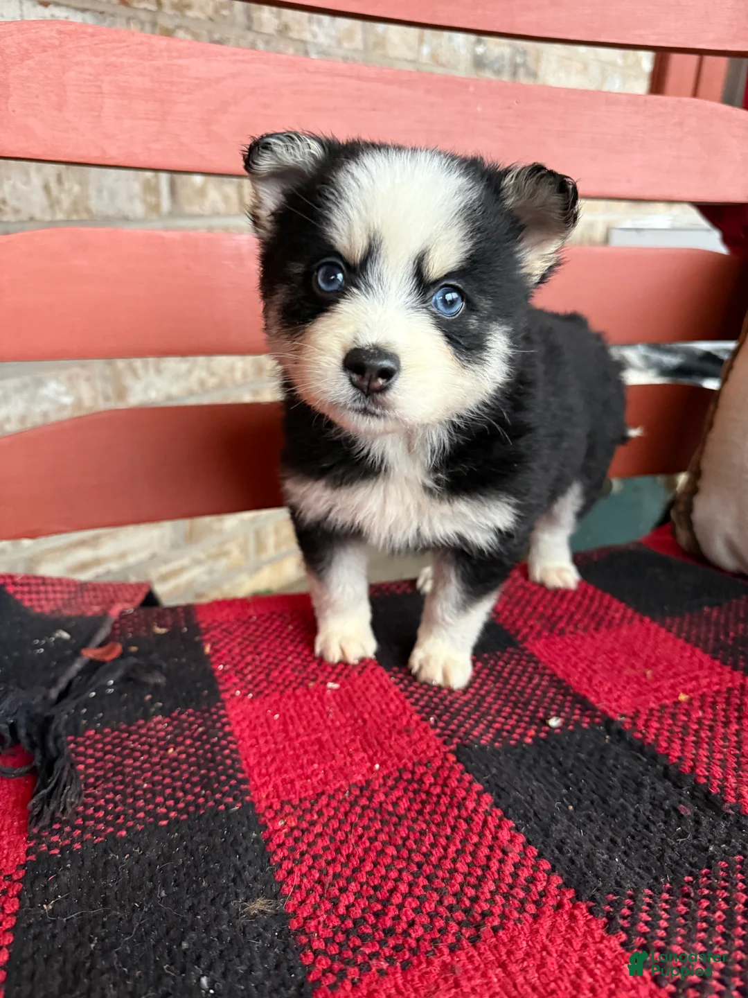 Pomsky dogs for sale: Palmer - Ad 3