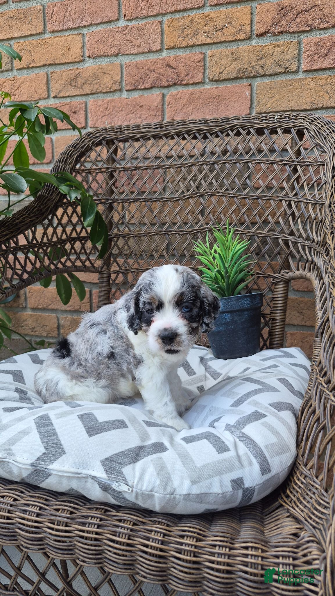 Cockapoo dogs Dallas - Ad 2