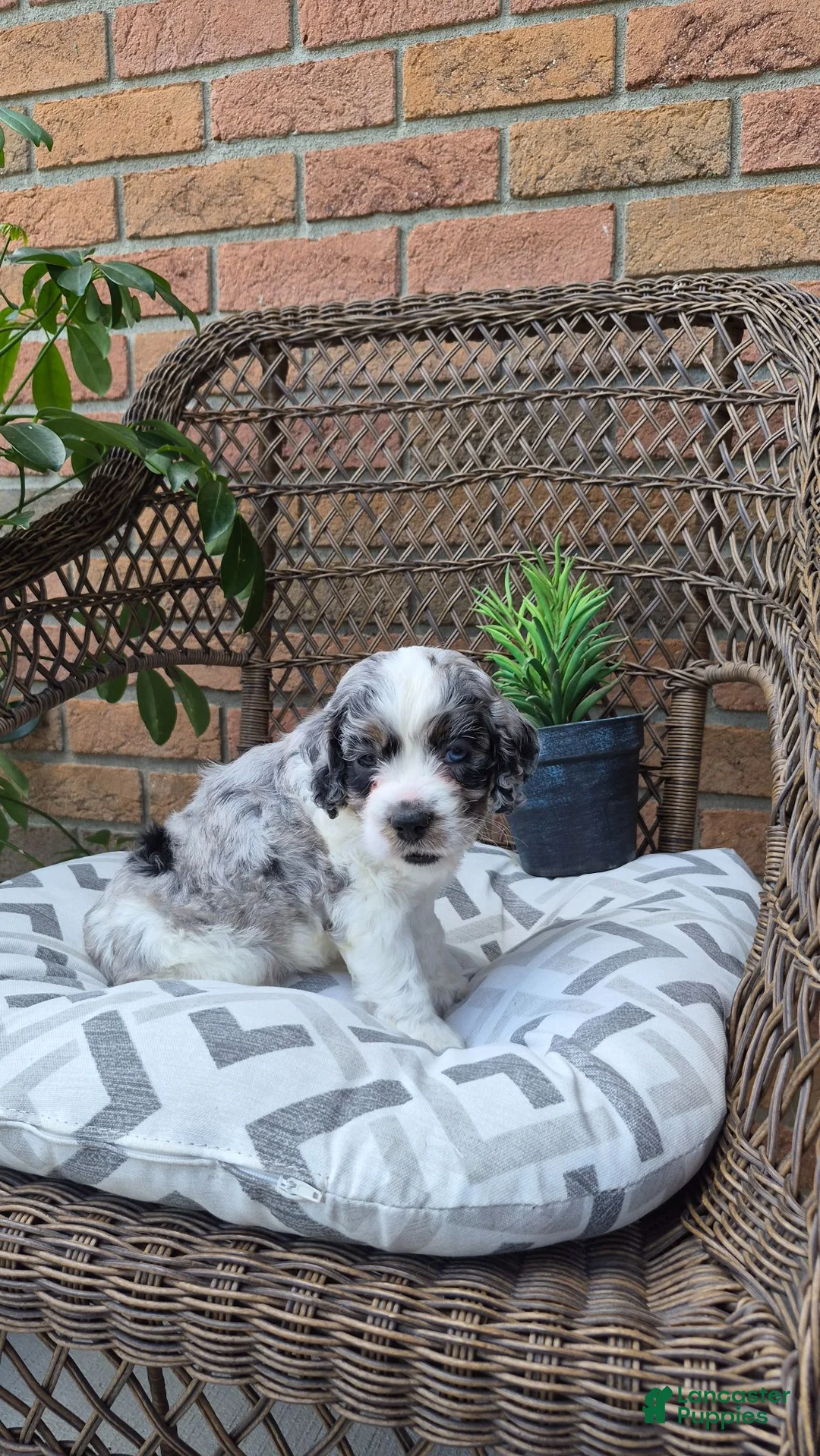 Cockapoo dogs for sale: Dallas - Ad 2