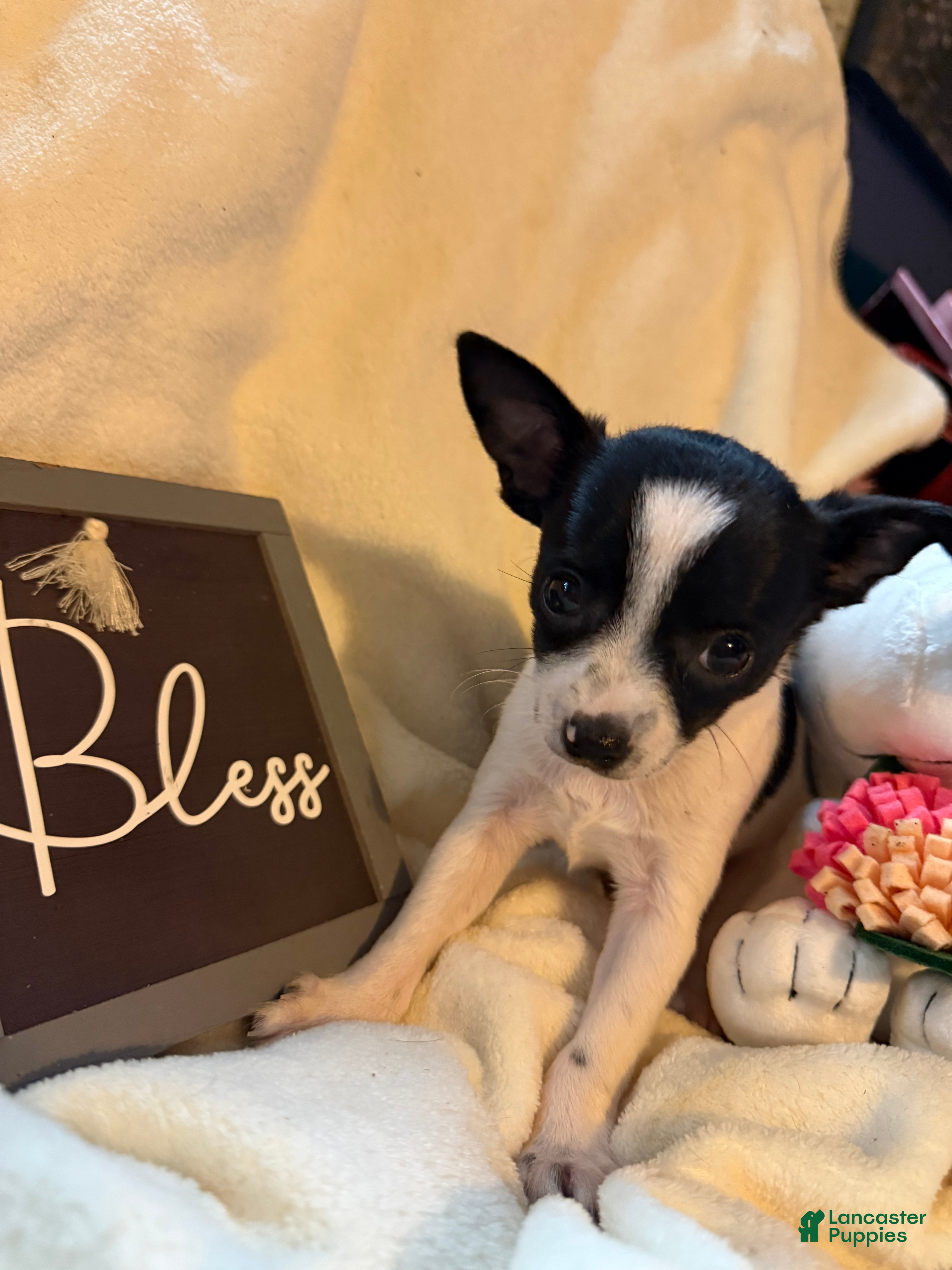 Chihuahua dogs Tiny Oreo  - Ad 1