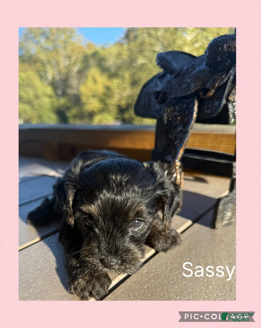 Mixed Breed dogs for sale:  2Sara - Ad 2