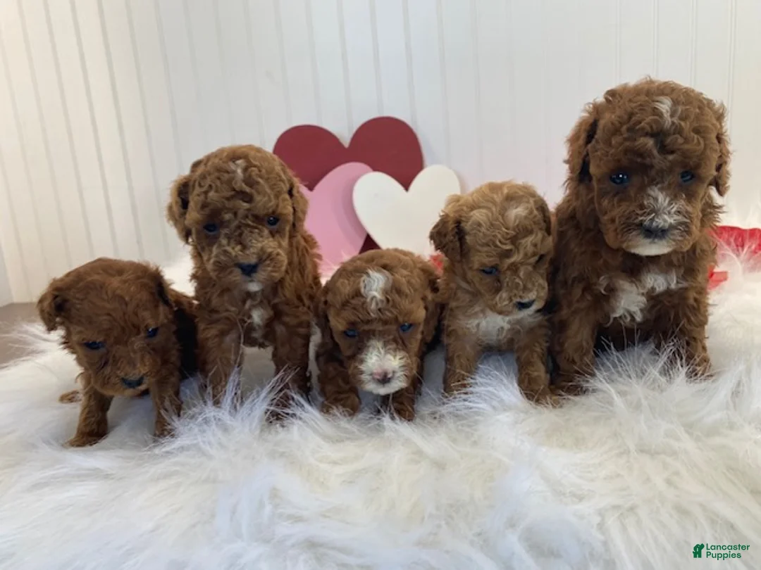 Toy Poodle dogs for sale: Jimmy-tiny - Ad 6