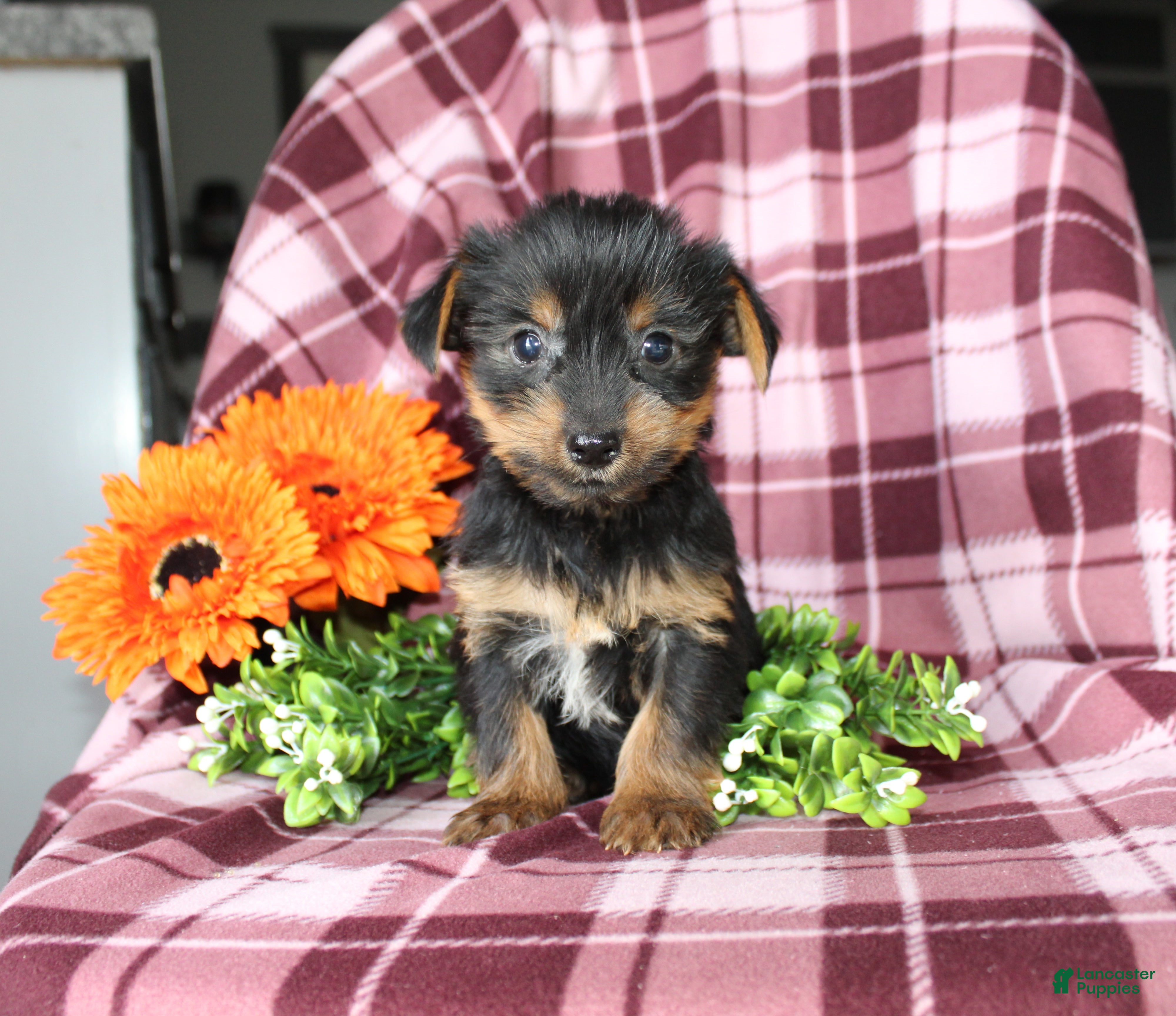 Yorkshire Terrier dogs Ava - Ad 25