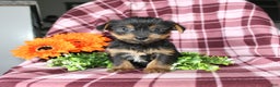 Yorkshire Terrier dogs for sale: Ava - Ad 1