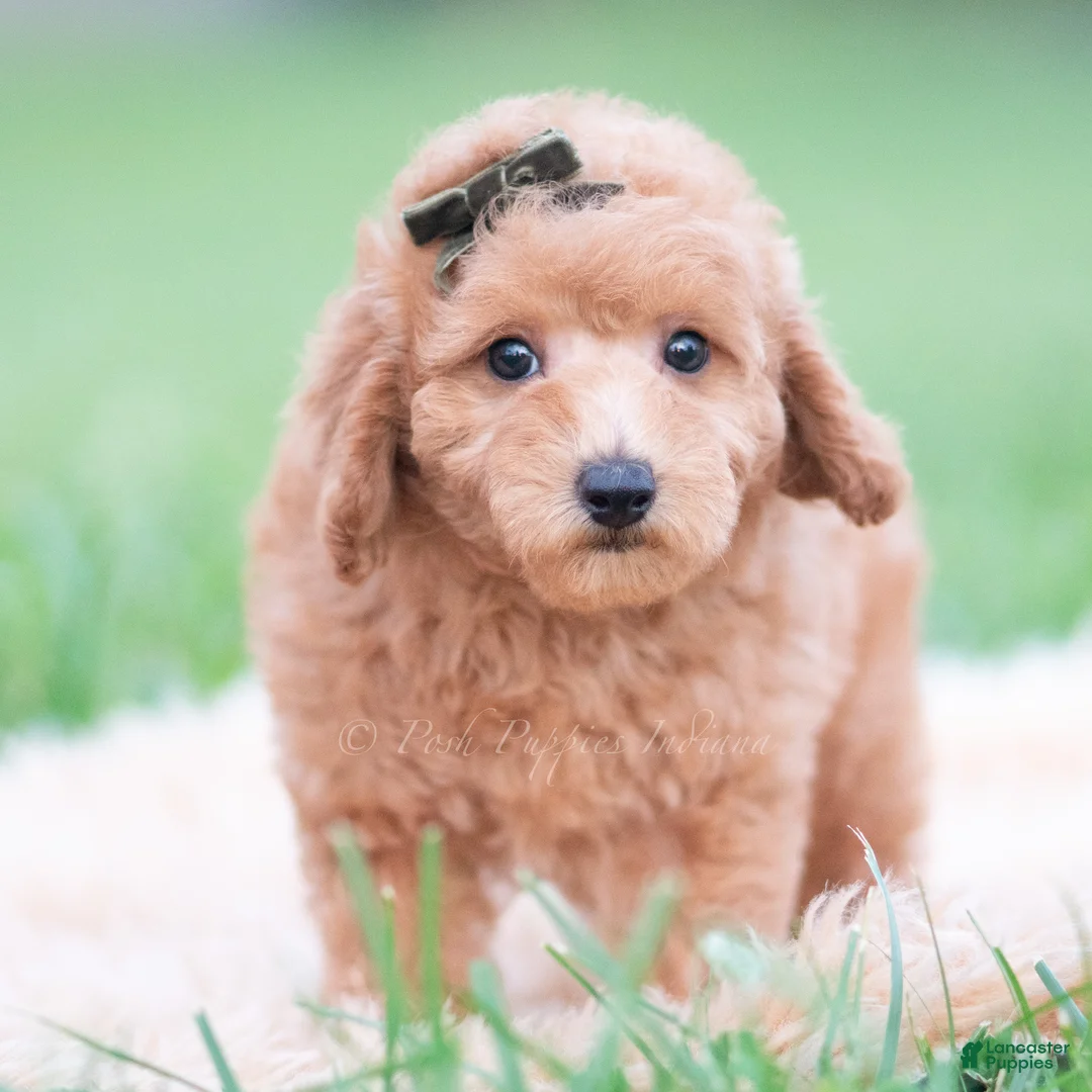 Mini Goldendoodle dogs for sale: Sammy - Ad 2